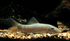 Younger specimens often lack spots in the dorsal fin.