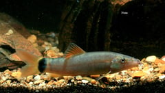 The red-finned form of this species is rarely-traded. Image shows a young adult specimen.