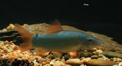 This is the red-finned form of the species most-often seen in the trade...