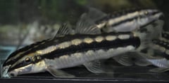 Adult, probably male, specimen.