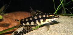 Well-marked adult female specimen.