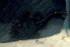 This species has a distinctive head and body profile.