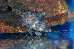 Ancistrus sp. L255