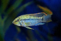 Brevis (Apistogramma brevis)