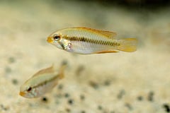Apistogramma gibbiceps