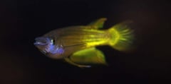 Aplocheilus lineatus "golden wonder" male
