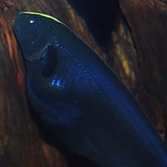 Apteronotus albifrons subadult