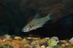 Clypeobarbus congicus.