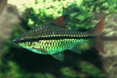 'Barbus' holotaenia.