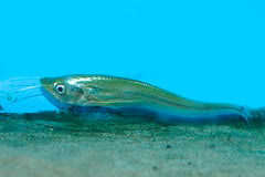 Up-turned Jaw Sheatfish (Belodontichthys dinema)
