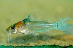 B. rambarrani can be told apart from similar-looking Corydoras spp. by its longer barbels and lack of plate-like scutes on the body.