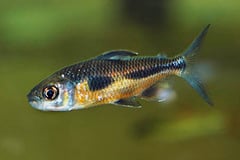 Bryconaethiops boulengeri