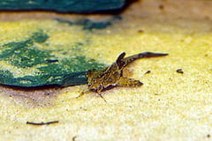 Banjo Catfish (Bunocephalus coracoideus)