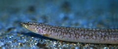 Caecomastacembelus albomaculatus