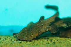 Chocolate Frogmouth Catfish (Chaca bankanensis)