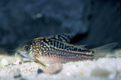 Adult male specimen.
