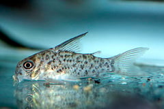 Corydoras loretoensis