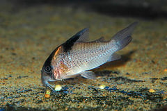 Corydoras melanistius