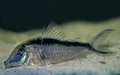 Long-nosed Skunk Cory (Corydoras narcissus)