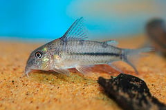 Natterer's Cory (Corydoras nattereri)