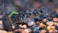 Pepper Cory (Corydoras paleatus)