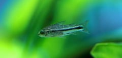 Pygmy Cory (Corydoras pygmaeus)