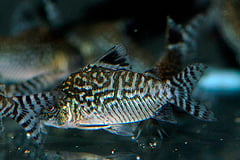 Reticulated Cory (Corydoras reticulatus)
