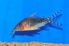 Corydoras seussi