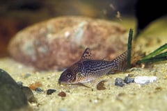 False Network Cory (Corydoras sodalis)