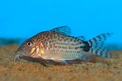 Millenium Cory (Corydoras spectabilis)