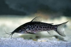 Porthole Catfish (Dianema longibarbis)