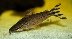 Flagtail Catfish (Dianema urostriatum)