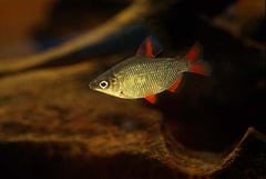 Distichodus affinis