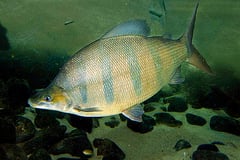 Distichodus lusosso adult