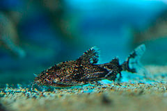 Erethistes maesotensis