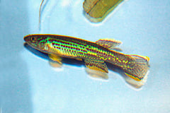 Fundulopanchax marmoratus male