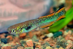 Fundulopanchax walkeri male