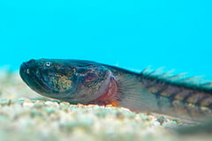 Gobioides broussonnetii juvenile