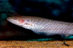 Gymnotus carapo subadult
