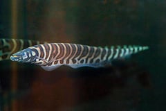 Gymnotus pedanopterus