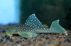 Hemiancistrus sp. L128