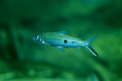 Hemiodus orthonops