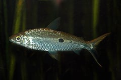 Hemiodus unimaculatus