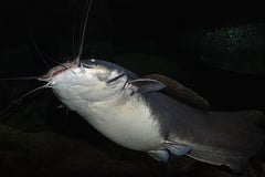 Vundu (Heterobranchus longifilis)