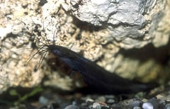 Liver Catfish (Heteropneustes fossilis)