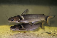 Black Collared Catfish (Horabagrus nigricollaris)