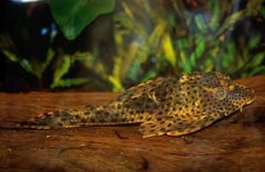 Hypostomus sp. cf. cochliodon