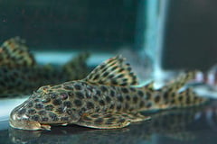 LDA10 (Hypostomus mutucae)