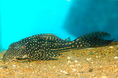 Giant White Spot Plec (Hypostomus regani)