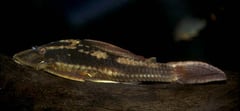 Hypostomus sp. L077/137